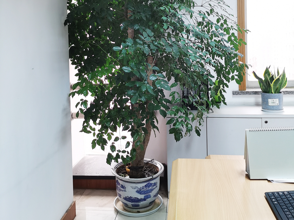 政府机关单位租赁实拍